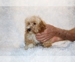 Small #6 Cockapoo (Miniature)