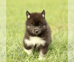 Pomsky Puppy for sale in PARKESBURG, PA, USA