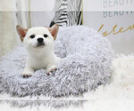Small Photo #4 Shiba Inu Puppy For Sale in HILO, HI, USA