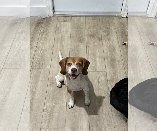 Medium Photo #1 Beagle Puppy For Sale in Miami, FL, USA
