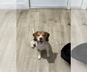 Beagle Dogs for adoption in Miami, FL, USA