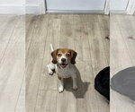 Small Beagle