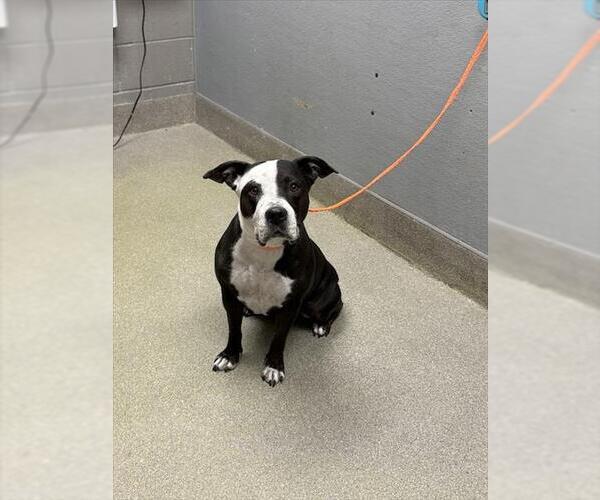 Medium Photo #1 American Pit Bull Terrier-Unknown Mix Puppy For Sale in Las Vegas, NV, USA