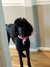 Poodle (Standard) Puppy for sale in CHESAPEAKE, VA, USA