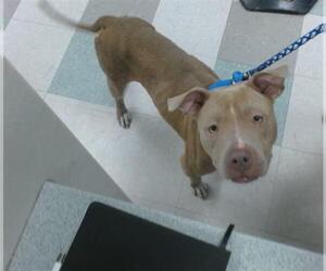 American Pit Bull Terrier-Unknown Mix Dogs for adoption in Oklahoma City, OK, USA
