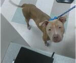 Small American Pit Bull Terrier Mix