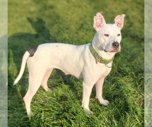 Vally - Female American Pit Bull Terrier-Unknown Mix Dog for Adoption - Photo #6