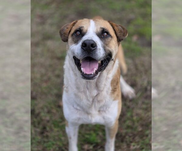 Medium Photo #3 Mutt Puppy For Sale in Anniston, AL, USA
