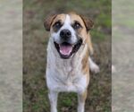Small Photo #3 Mutt Puppy For Sale in Anniston, AL, USA