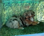 Small Photo #4 Australian Shepherd Puppy For Sale in SYLVA, NC, USA