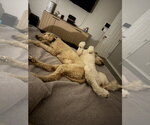 Small #4 Goldendoodle