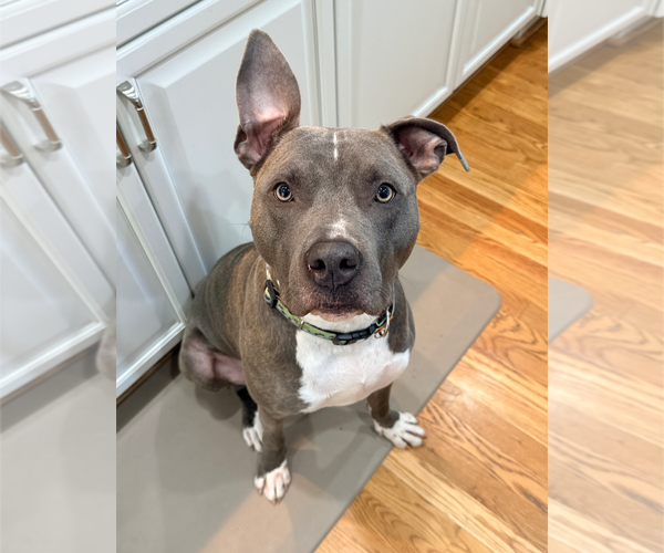 Medium Photo #12 American Staffordshire Terrier-Unknown Mix Puppy For Sale in Holly Springs, NC, USA