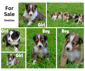 Shetland Sheepdog Puppy for sale in MAGNOLIA, TX, USA
