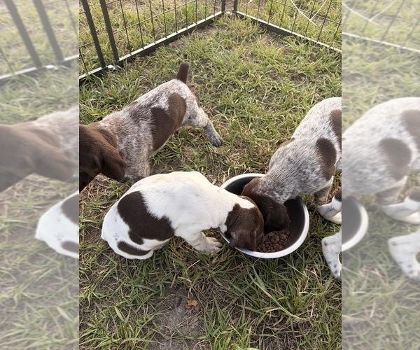 Medium Photo #5 German Shorthaired Pointer Puppy For Sale in CAMDEN, SC, USA