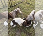 Small #4 German Shorthaired Pointer