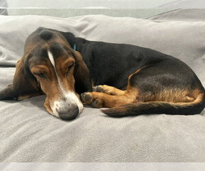 Duke (W. Sacramento) - Male Basset Hound Dog for Adoption - Photo #3