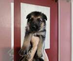 Small Photo #8 German Shepherd Dog Puppy For Sale in PORTAGE, IN, USA