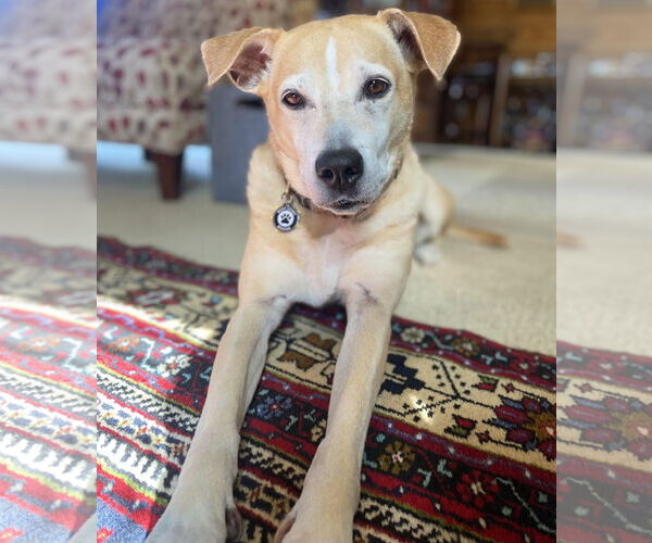 Medium Photo #1 Jack Russell Terrier-Labrador Retriever Mix Puppy For Sale in Princeton, MN, USA