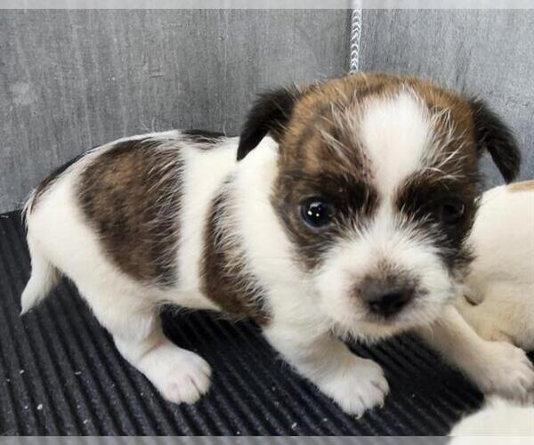Medium Photo #1 Shih Tzu-Unknown Mix Puppy For Sale in San Antonio, TX, USA