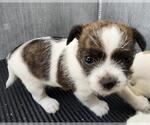 Small Shih Tzu Mix