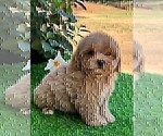 Small #16 Poodle (Toy)