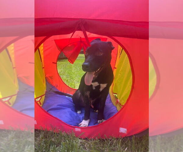 Medium Photo #18 American Pit Bull Terrier-German Shepherd Dog Mix Puppy For Sale in Germantown, OH, USA