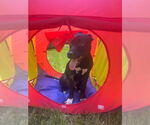 Small #17 American Pit Bull Terrier-German Shepherd Dog Mix