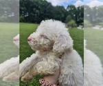 Small #8 Aussiedoodle Miniature 