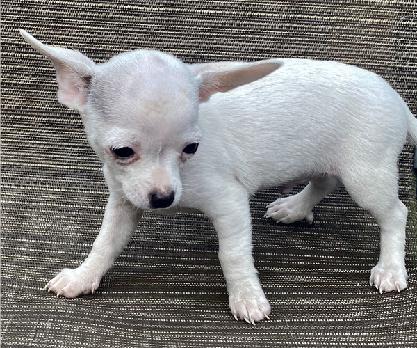 Medium Photo #3 Chihuahua Puppy For Sale in LEBANON, NJ, USA