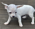Small Photo #3 Chihuahua Puppy For Sale in LEBANON, NJ, USA