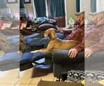 Small #2 Black Mouth Cur-Weimaraner Mix