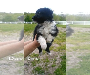 Border Collie Puppy for sale in FREDERICKSBG, OH, USA