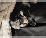 Small Cavapoo (Miniature)