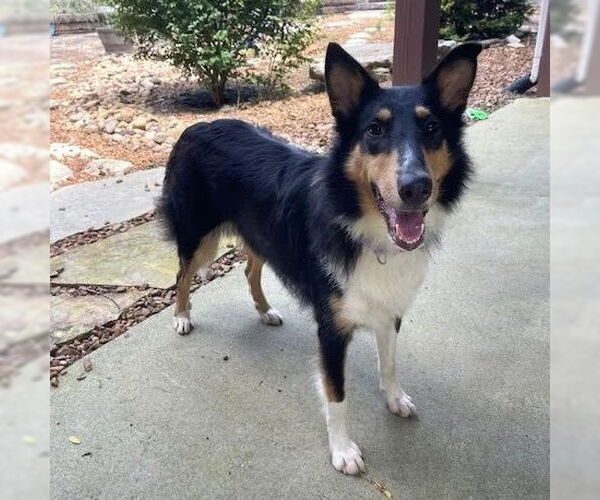 Medium Photo #3 Collie Puppy For Sale in Dublin, OH, USA