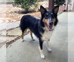 Small #2 Collie