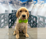 Puppy Tank Labrador Retriever
