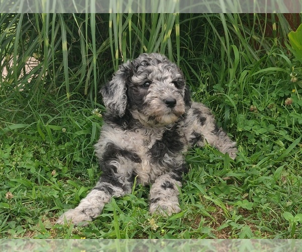 Medium Photo #8 Poodle (Standard) Puppy For Sale in COUCH, MO, USA