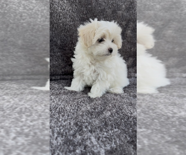 Medium Photo #10 Maltese Puppy For Sale in ONTARIO, CA, USA