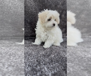 Medium Maltese