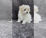 Puppy Puppy 3 Maltese