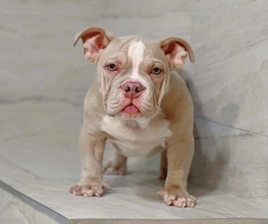 American Bully Puppy for sale in MERRILLVILLE, IN, USA