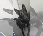 Small German Shepherd Dog