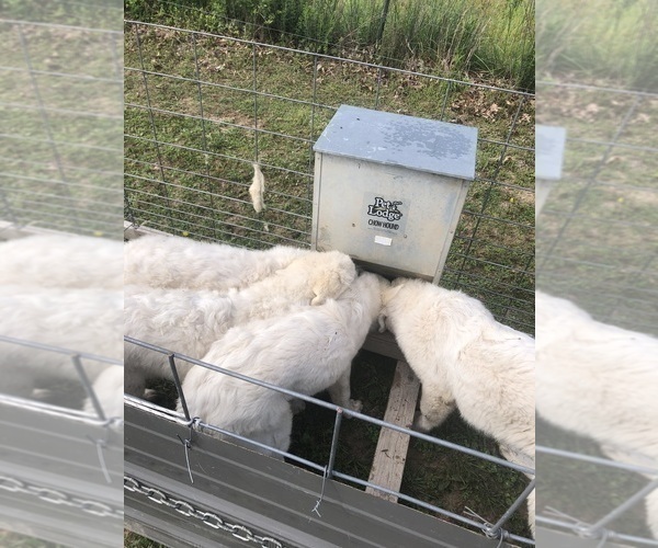 Medium Photo #16 Maremma Sheepdog Puppy For Sale in SPOKANE, MO, USA