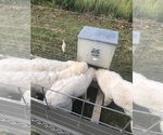 Small #15 Maremma Sheepdog