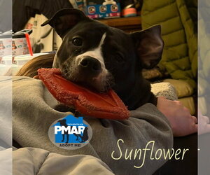 Sunflower - Female Mutt Dog for Adoption - Photo #2