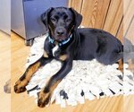Small Photo #5 Rottweiler Puppy For Sale in Parlier, CA, USA