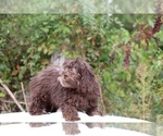 Small #26 ShihPoo