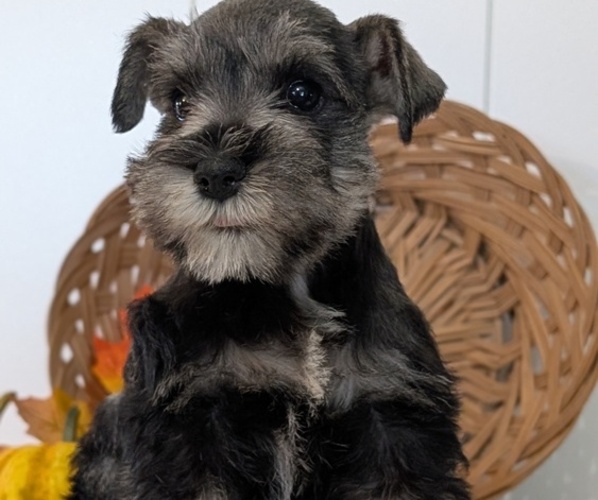 Medium Photo #5 Schnauzer (Miniature) Puppy For Sale in GOSHEN, IN, USA