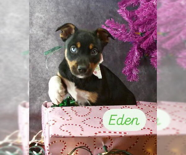 Medium Photo #6 Mutt Puppy For Sale in San Diego, CA, USA