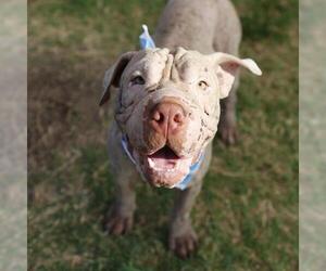 Chinese Shar-Pei-Unknown Mix Dogs for adoption in San Antonio, TX, USA